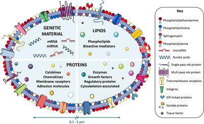 Microvesicles in Atherosclerosis and Angiogenesis: From Bench to Bedside and Reverse